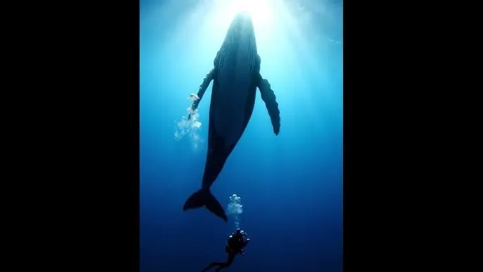 我的妻子的姐姐 - 深蓝星球：探索海洋深处的未知世界